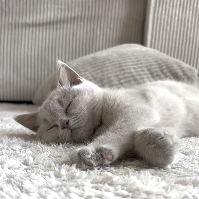 Graue Katze schläft entspannt auf einem weißen weichen Teppich