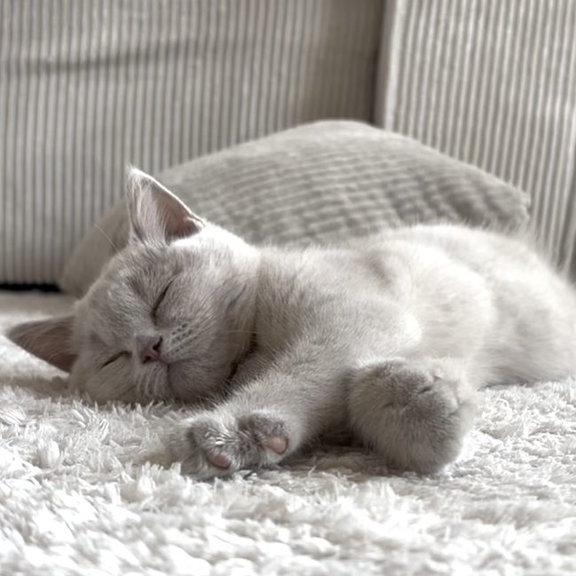 Graue Katze schläft entspannt auf einem weißen weichen Teppich