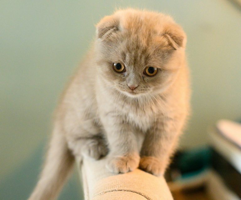 Graue, Scootish Fold Katze sitzt auf einem Wandelement und schaut aufmerksam nach unten.