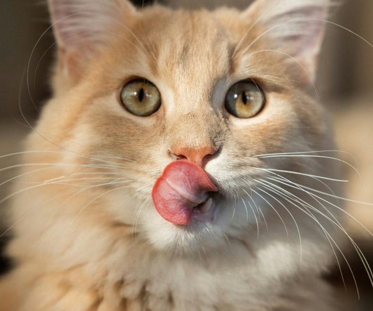 Ein orangefarbener Kater leckt sich mit seiner Zunge über die Schnauze.