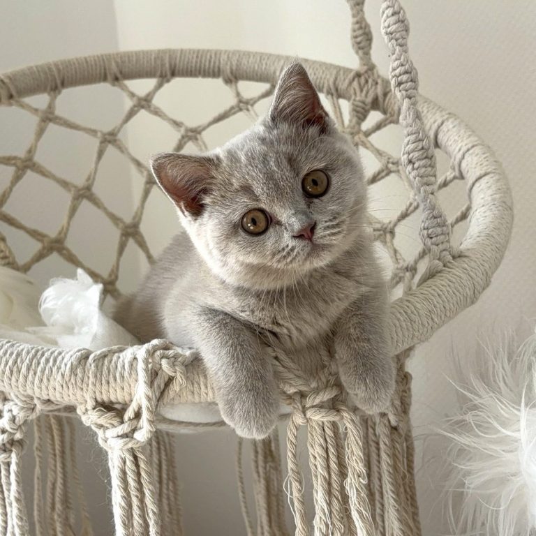 Graue Katze liegt in einer Hängeschaukel und schaut aufmerksam in die Kamera.