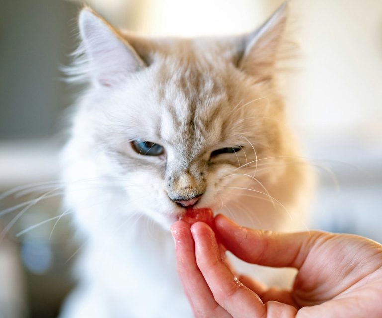 Eine menschliche Hand gibt einer Heiligen Birma Katze ein Leckerlie
