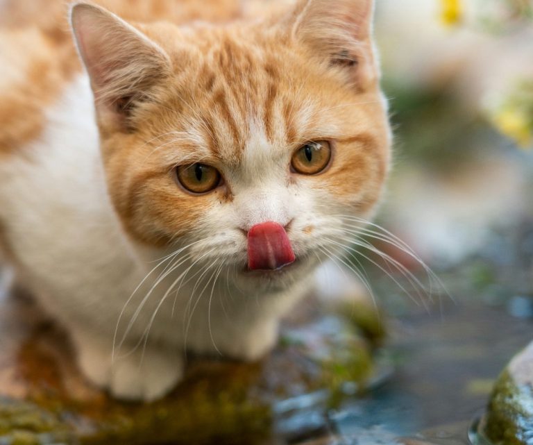 Eine orange-weiße Katze in der Nähe von Wasser, die sich mit der Zunge die Nase leckt.