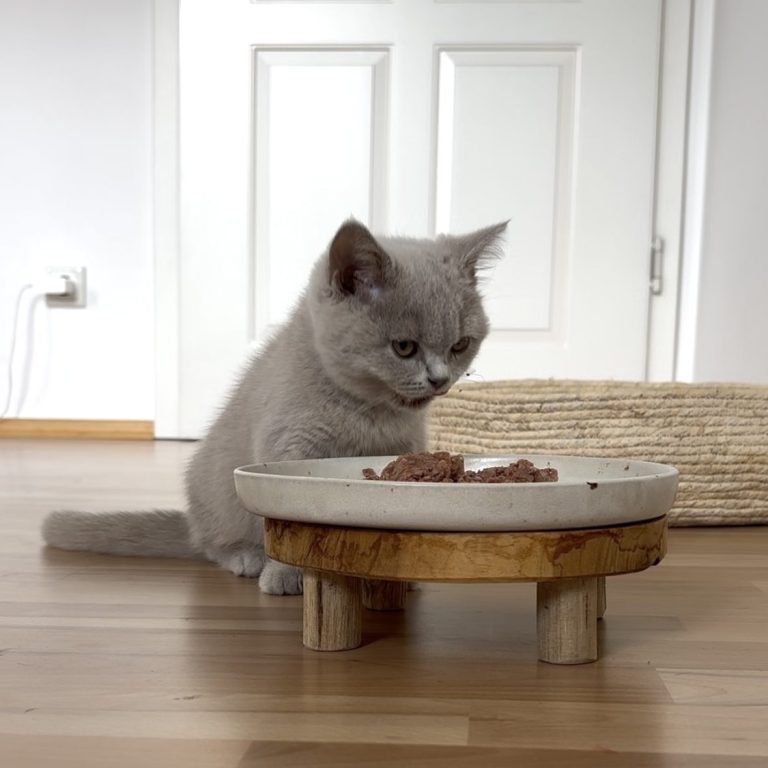 Graue Katze frisst genüsslich ihr Nassfutter von einem erhöhten Teller.